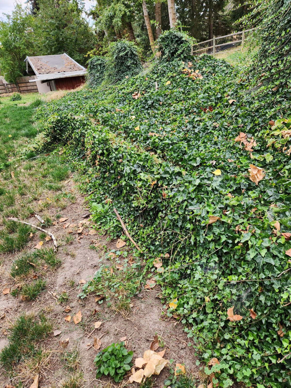 A slightly sloping hillside covered in green ivy.