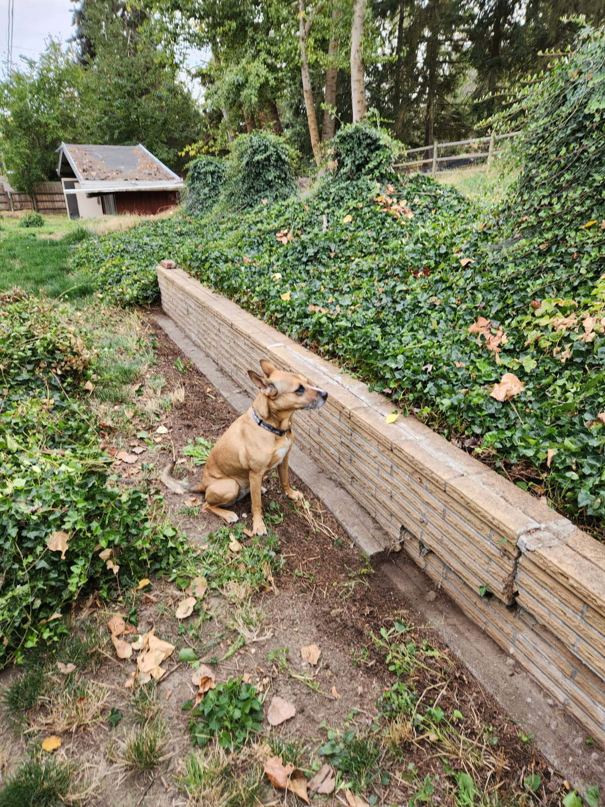At the base of the slightly sloping, ivy covered hillside, a small, tan brick retaining wall was uncovered. A reddish-tannish dog is sitting in front of the discovery,